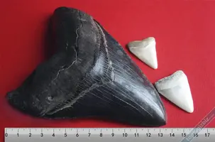 Megalodon’un 18cm’lik diş ölçüleri