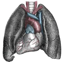 Situs inversus