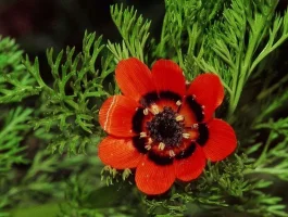 Kandamlası (Adonis aestivalis)