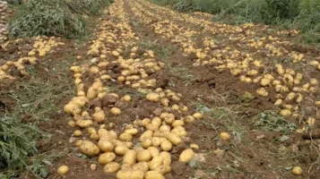 Yaşlı Adamın Patates Bahçesi