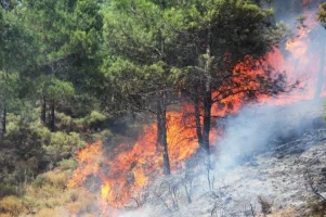 Orman yangınlarını terör örgütü PKK üstlendi