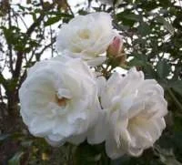 456.webp