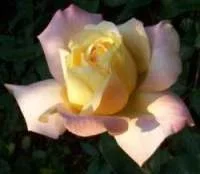 457.webp