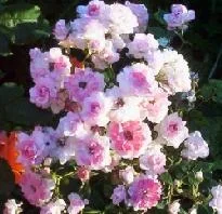 458.webp