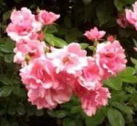 459.webp