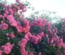460.webp