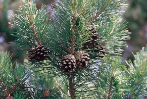 saricam.webp
