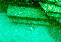 1.gif