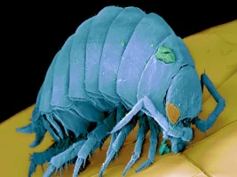 tespih-bc3b6cegi.webp