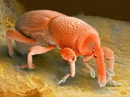 bugday-kurdu.webp