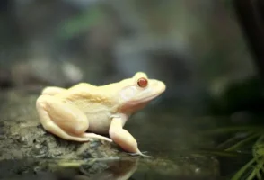 kurbaga.webp