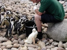 penguenln.webp