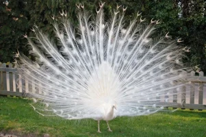 tavuzkusu.webp
