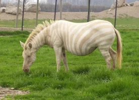 zebra.webp