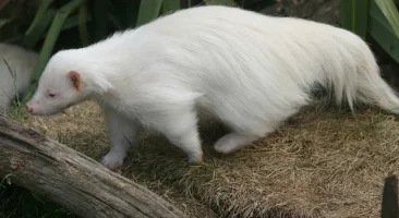 albino.webp