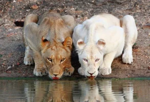 aslan.webp