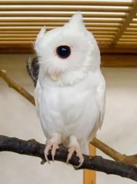 albino_baykus.webp