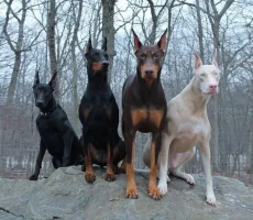 albino_doberman.webp