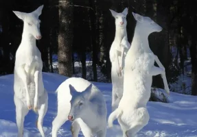 albino_geyikler.webp