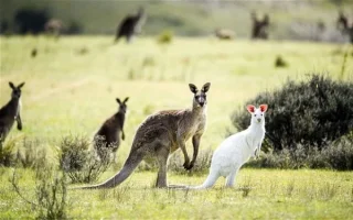 albino_kanguru.webp