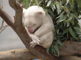 albino_kaola.webp