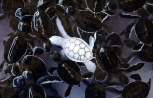 albino_kaplimbaga.webp