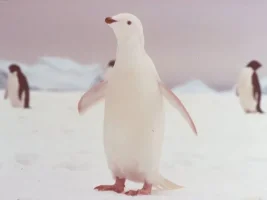 albino_penguen.webp