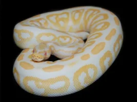 albino_piton.webp