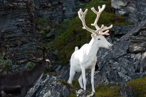 albino_ren.webp