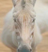 albino_zebra.webp