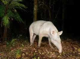 alpino_tapir.webp