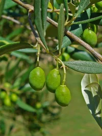 Zeytin, tüm Akdeniz havzasında olduğu gibi Antalya'nın da en çok yetiştirilen bitki türlerindendir. 