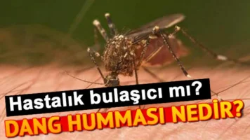 Dang Humması nedir? Dang Humman belirtileri nelerdir? Dang Humman nasıl bulaşır ve öldürür mü?