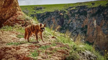 Nesli Tükenme Tehlikesi Altında Olan Çizgili Sırtlan Adıyaman'da Görüntülendi