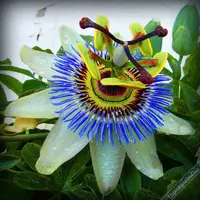 carkifelek448adf4003da0ff2.webp