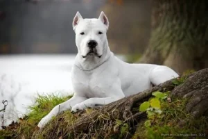 Türkiye'de Beslenmesi Yasak Olan "Yasaklı Köpek Irkları"