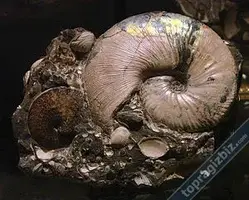 ammonite-fosili_bf3896cfb1fc1863.webp