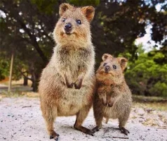 Quokka - Kısa Kuyruklu Kanguru