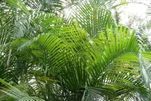 Areka palmiyesi (Dypsis lutescens)