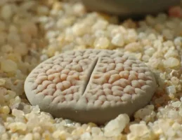 Lithops (Yaşayan Taşlar)