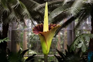 Titan Arum (Ceset Çiçeği)