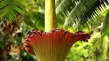 Titan Arum (Ceset Çiçeği)