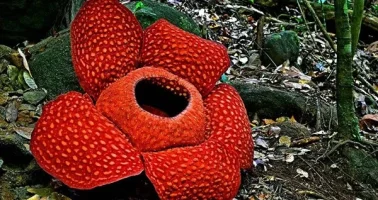 Rafflesia