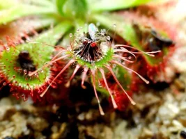 Drosera