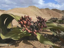 Welwitschia mirabilis (Çöl Bitkisi)