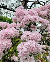 Dağ Defne Çiçeği (Kalmia Latifolia)