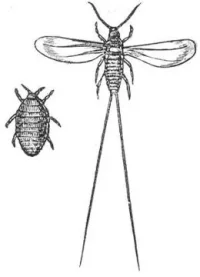 Koşnil Böceği (Cochineal - Dactylopius coccus)