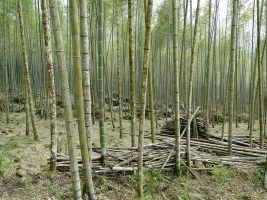 Bambu Ormanı