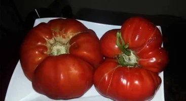 Damak Tadı Dinmeyen Lezzet Maniye