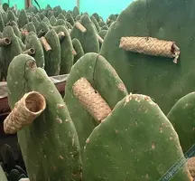 Cochineal böceği üretimi Oaxaca, Meksika